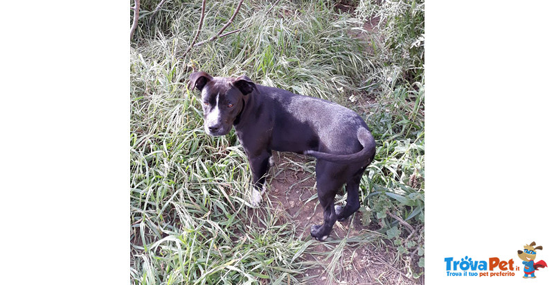 Bella, Incrocio pit Bull/amstaff, 7 Mesi, Dolcissima, Dalla Sicilia Verso Bergamo in Cerca di una Ca - Foto n. 1