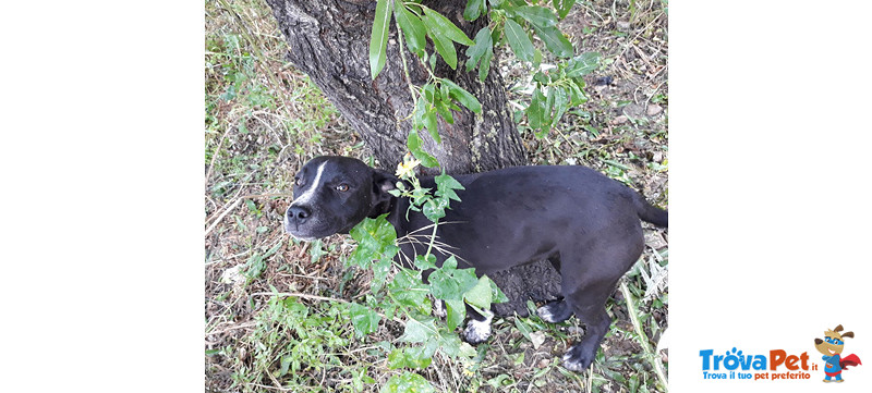 Bella, Incrocio pit Bull/amstaff, 7 Mesi, Dolcissima, Dalla Sicilia Verso Bergamo in Cerca di una Ca - Foto n. 3