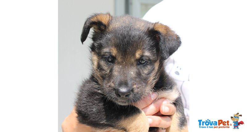 Lella, Cucciola di 2 Mesi, Taglia Medio Piccola, Approdata in Canile Cerca Casa - Foto n. 2