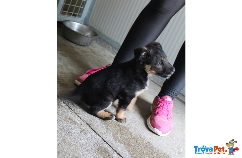 Lella, Cucciola di 2 Mesi, Taglia Medio Piccola, Approdata in Canile Cerca Casa - Foto n. 3