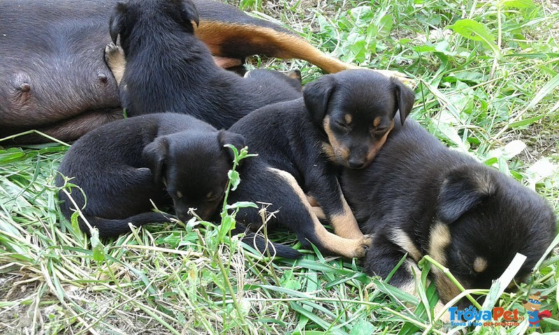 Pinscher Nano - Foto n. 1