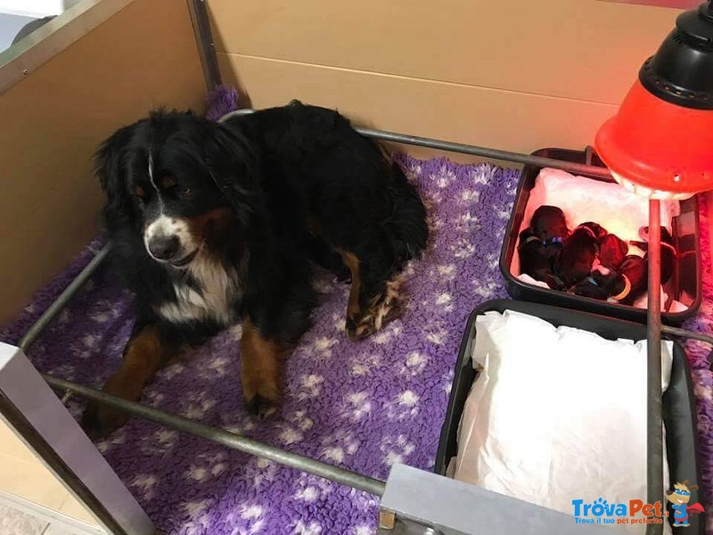 Cuccioli di Bovaro del Bernese Disponibili - Foto n. 1