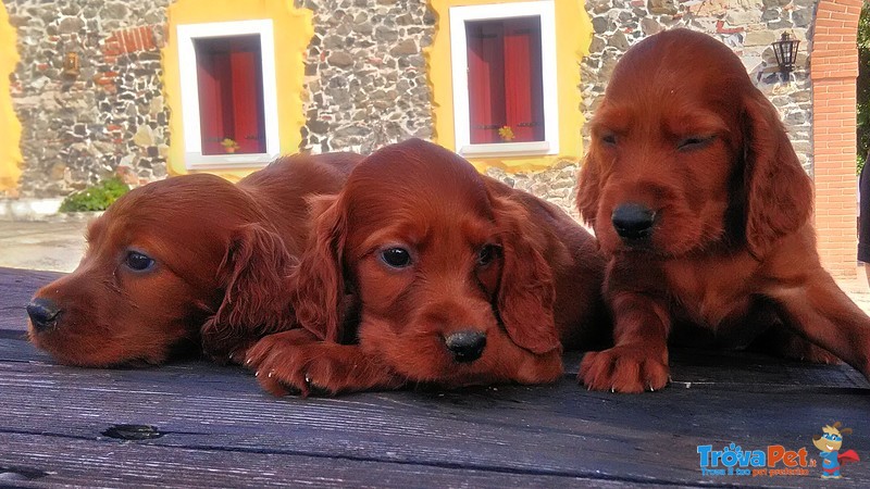 Setter Irlandese Cuccioli - Foto n. 1