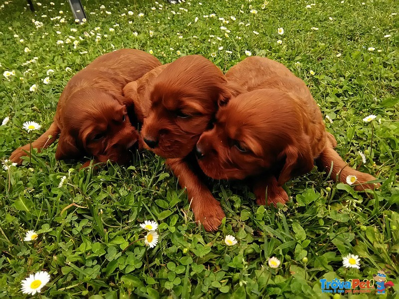 Setter Irlandese Cuccioli - Foto n. 3