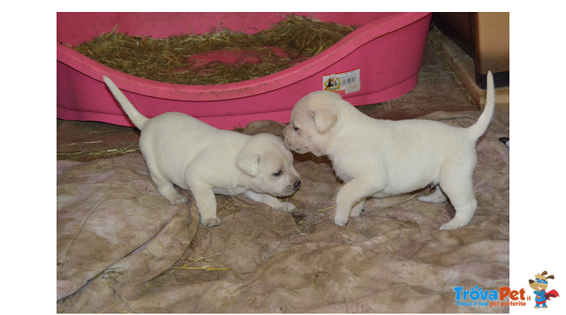 Cuccioli Mamma Pitbull in Adozione Torino e Provincia 2 Mese - Foto n. 2