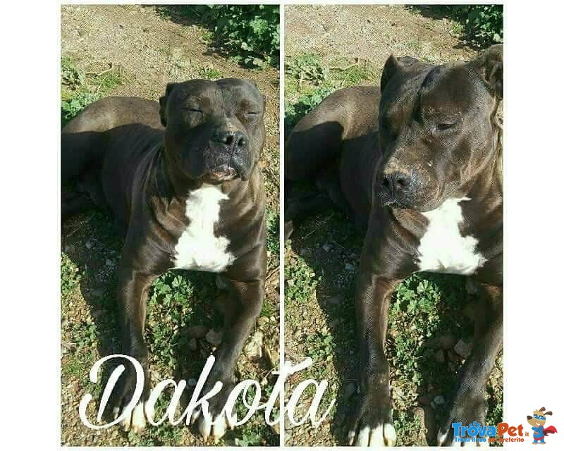 Dakota, Affettuosa Pitbull in Cerca di Famiglia - Foto n. 1