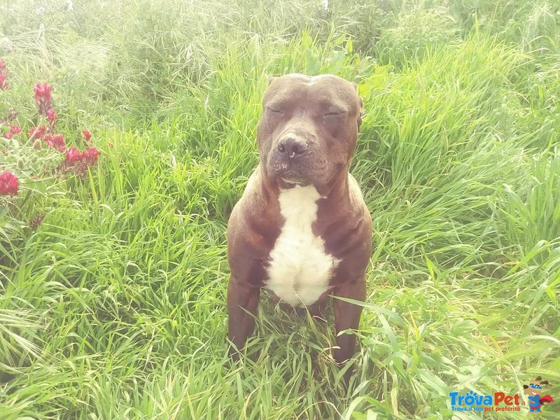 Dakota, Affettuosa Pitbull in Cerca di Famiglia - Foto n. 2