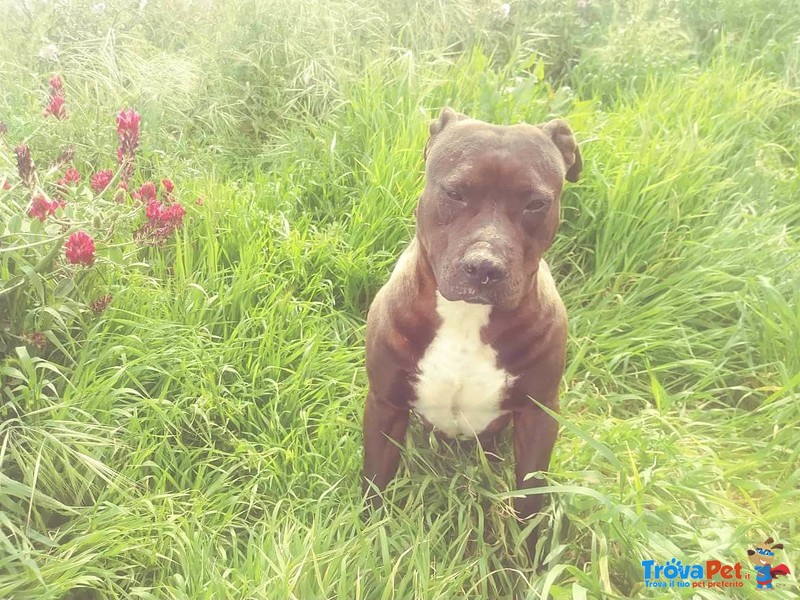 Dakota, Affettuosa Pitbull in Cerca di Famiglia - Foto n. 4