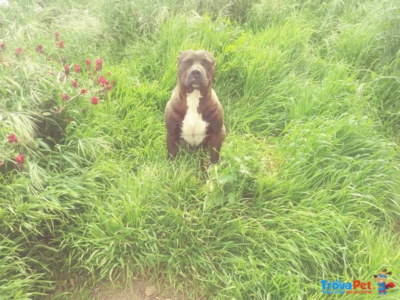 Dakota, Affettuosa Pitbull in Cerca di Famiglia - Foto n. 5