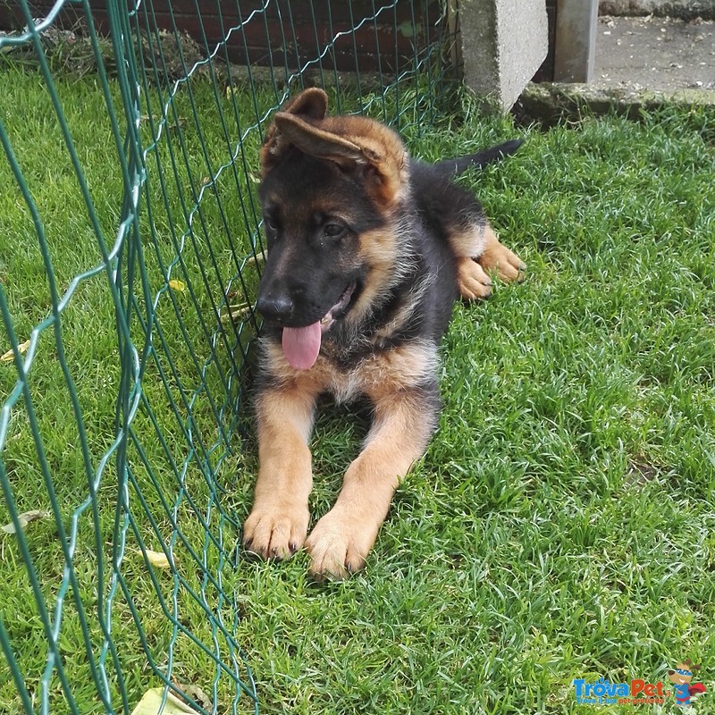 Cuccioli di Pastore Tedesco - Foto n. 4