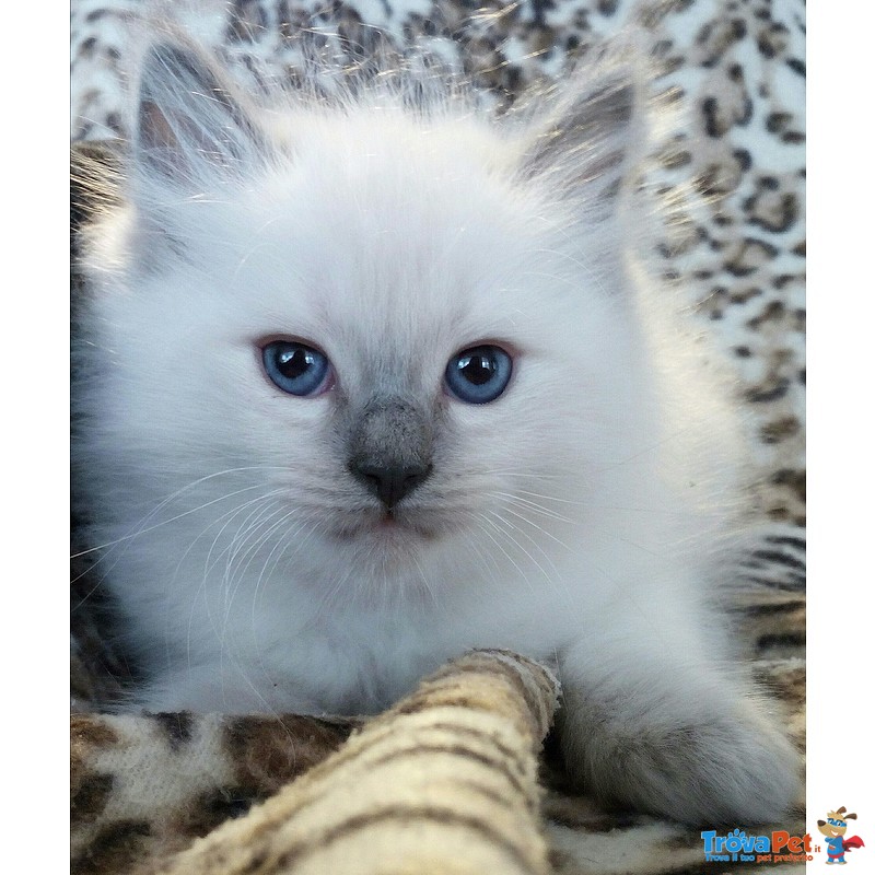 Cuccioli Ragdoll con Pedigree - Foto n. 1