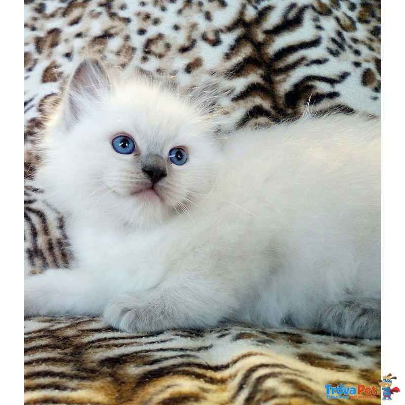 Cuccioli Ragdoll con Pedigree - Foto n. 3