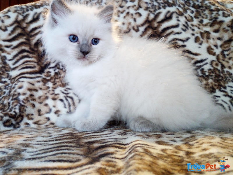 Cuccioli Ragdoll con Pedigree - Foto n. 4