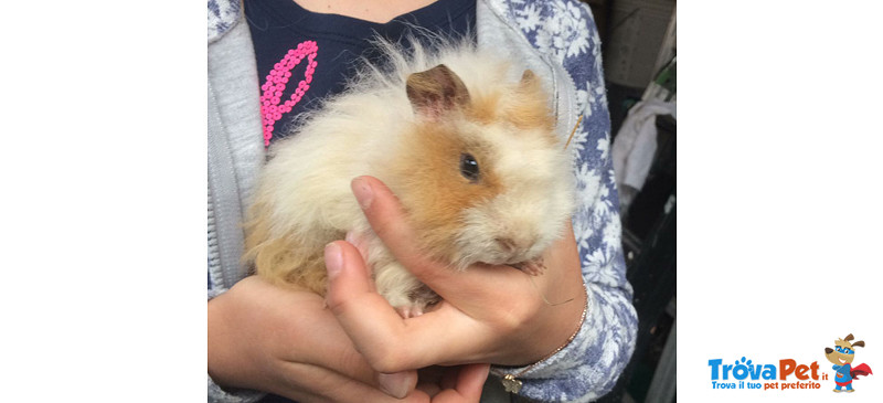 Dolcissimo Cucciolo di Cavia e Peruviana e il suo papà Cercano casa !!! - Foto n. 2