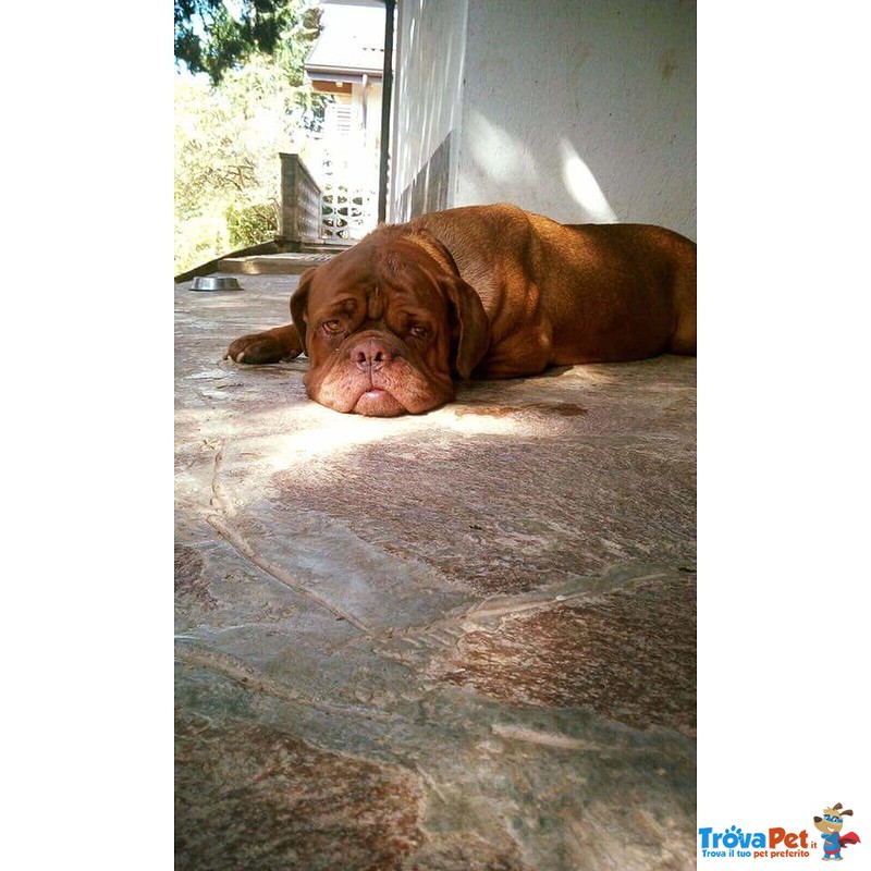 Adotta Bellissima Dogue de Bordeaux - Foto n. 1