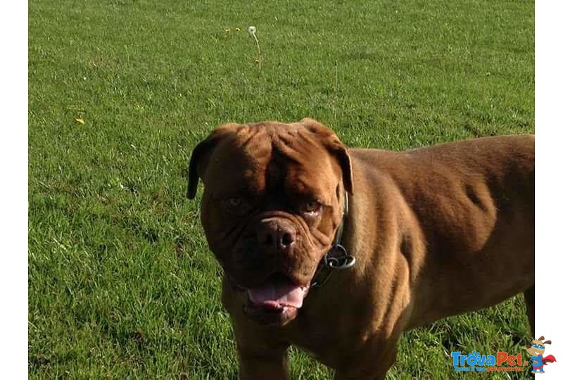 Adotta Bellissima Dogue de Bordeaux - Foto n. 2