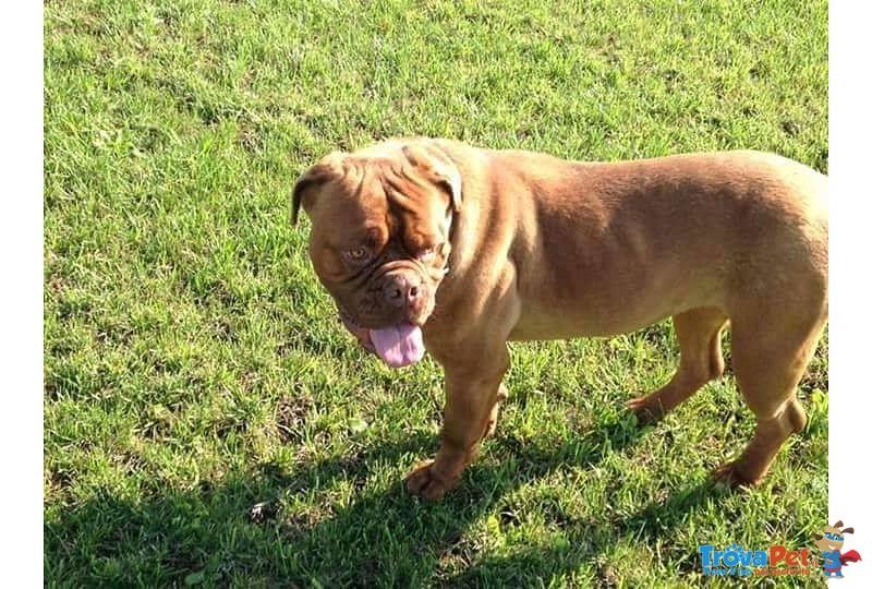 Adotta Bellissima Dogue de Bordeaux - Foto n. 3