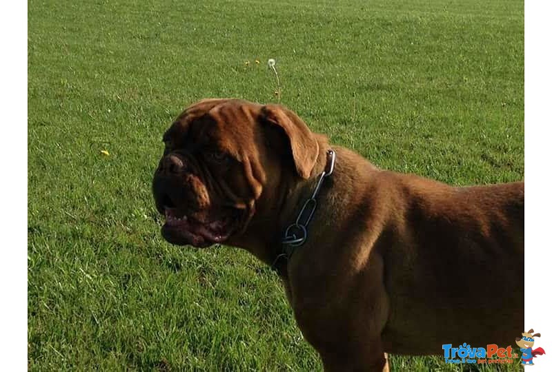 Adotta Bellissima Dogue de Bordeaux - Foto n. 4