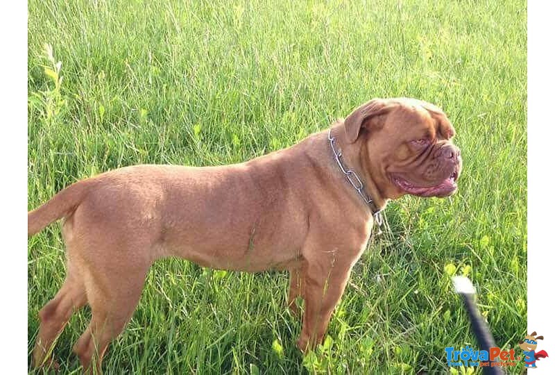 Adotta Bellissima Dogue de Bordeaux - Foto n. 5