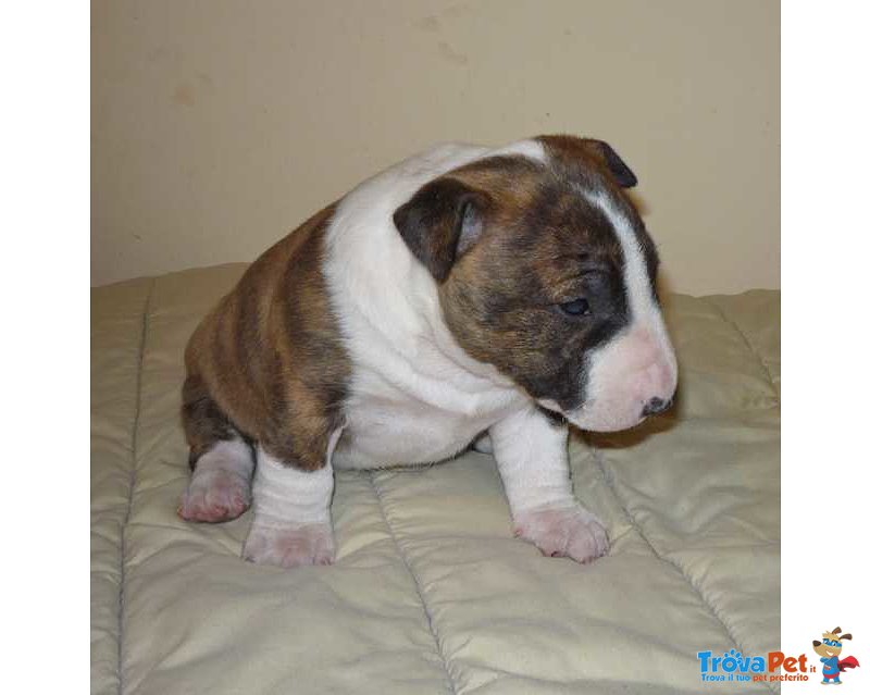 Disponibile Cuccioli di bull Terrier Standard e Miniature con o Senza Pedigree. - Foto n. 1