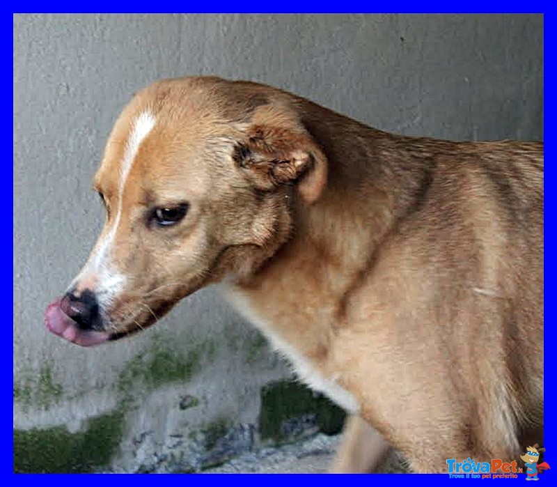 Demetra Tenerissima Coccolona Adorabile Ancora in Gabbia - Foto n. 3