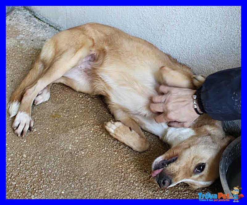 Demetra Tenerissima Coccolona Adorabile Ancora in Gabbia - Foto n. 4