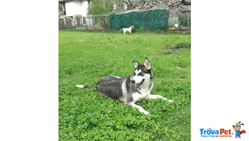 Husky Incrocio, ash 12 Mesi, Un’odissea Senza Fine, 3 Abbandoni in soli 12 mesi di Eta’, Cerca Casa - Foto n. 2