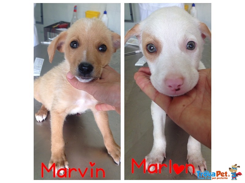 Marvin e Marlon Cuccioli Bellissimi - Foto n. 1