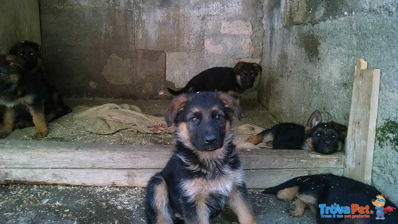 Cuccioli di Pastore Tedesco - Foto n. 3