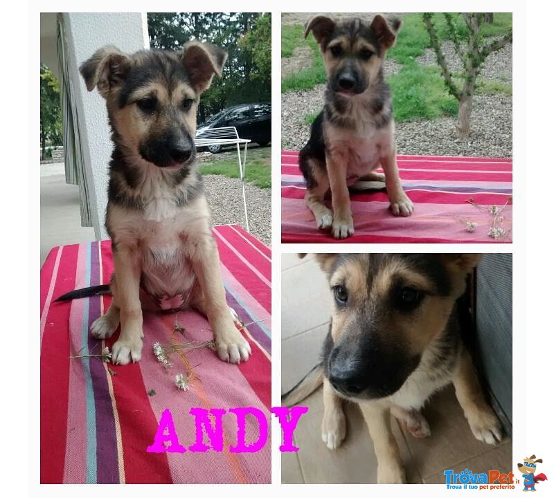 Andy, Abbandonato con i Fratelli a Nemmeno 3 Mesi - Foto n. 1