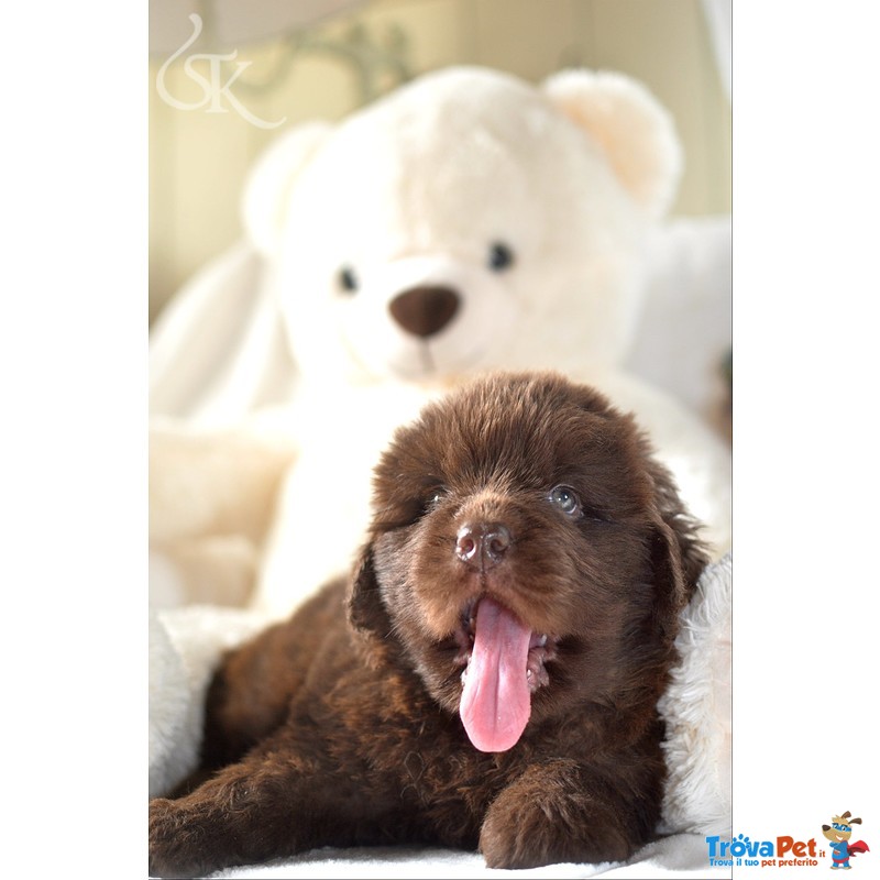 Cuccioli Terranova Neri, Marroni e Grigi - Foto n. 1