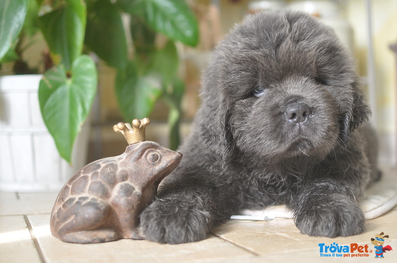 Cuccioli Terranova Neri, Marroni e Grigi - Foto n. 3