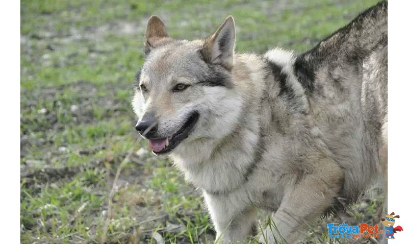 Cuccioli di cane lupo Cecoslovacco con Pedigree - Foto n. 1