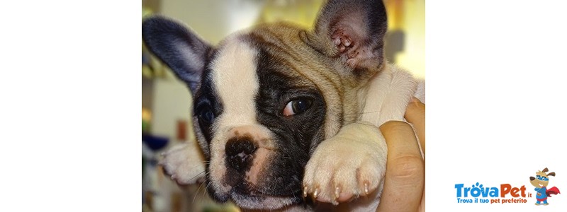 Adorabili Cuccioli di Bulldog Francese - Foto n. 3