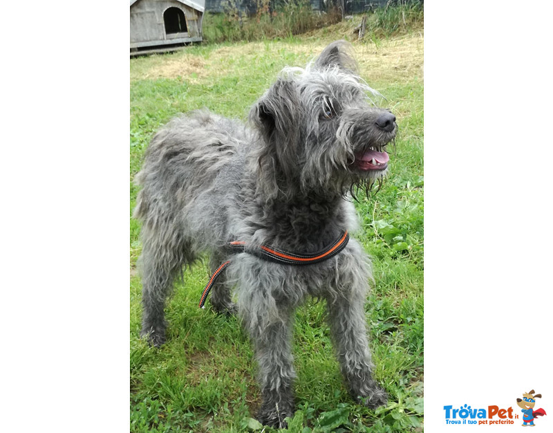 Bea e Pongo, Muore il Padrone e Nessuno Vuole Occuparsene e ora Cercano casa Disperatamente! - Foto n. 4