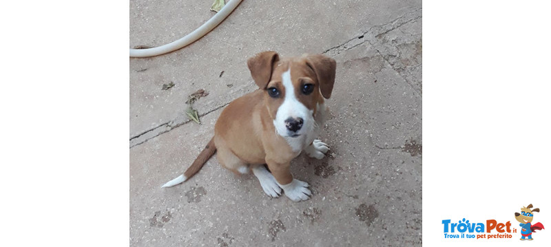 Brad, Cucciolo di 3 Mesi, Incrocio Amstaff, un mix di Simpatia e Dolcezza su Misura, Cerca Casa - Foto n. 1