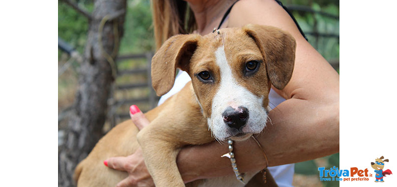 Brad, Cucciolo di 3 Mesi, Incrocio Amstaff, un mix di Simpatia e Dolcezza su Misura, Cerca Casa - Foto n. 2