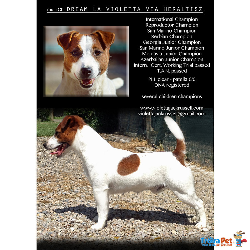 Jack Russell pelo Liscio alta Genealogia - Foto n. 5