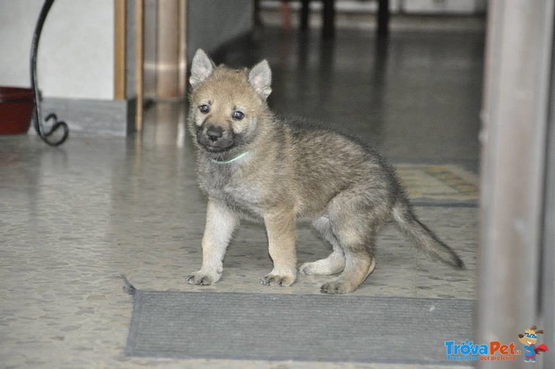 Cuccioli di cane lupo Cecoslovacco con Pedigree - Foto n. 3