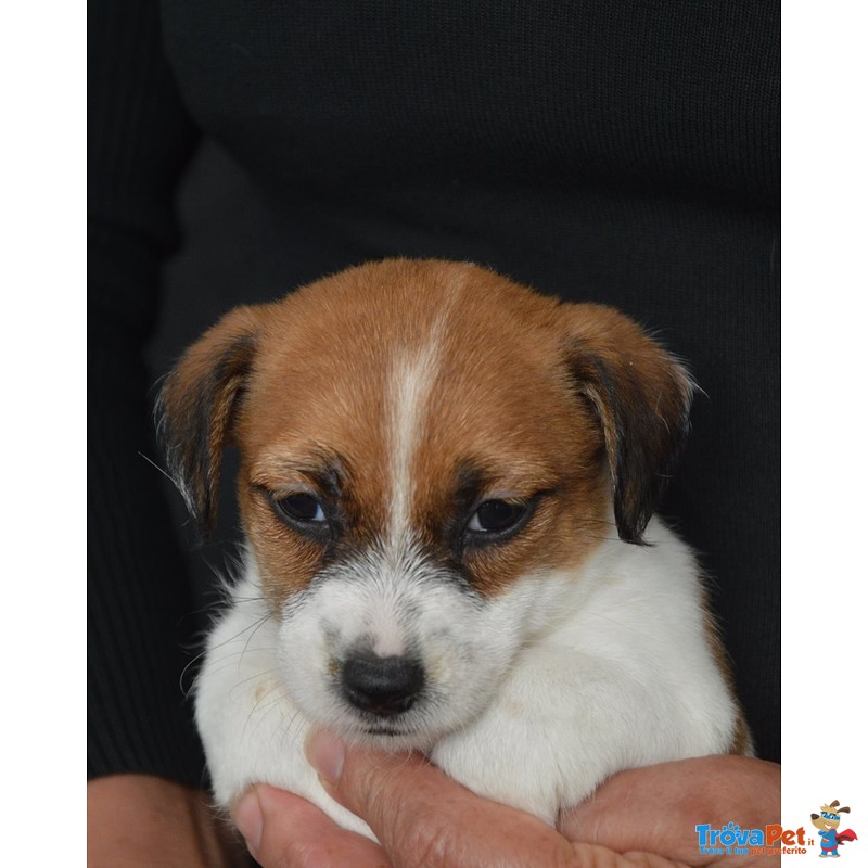 Jack Russell Terrier - Cuccioli Altamente Selezionati - Foto n. 7