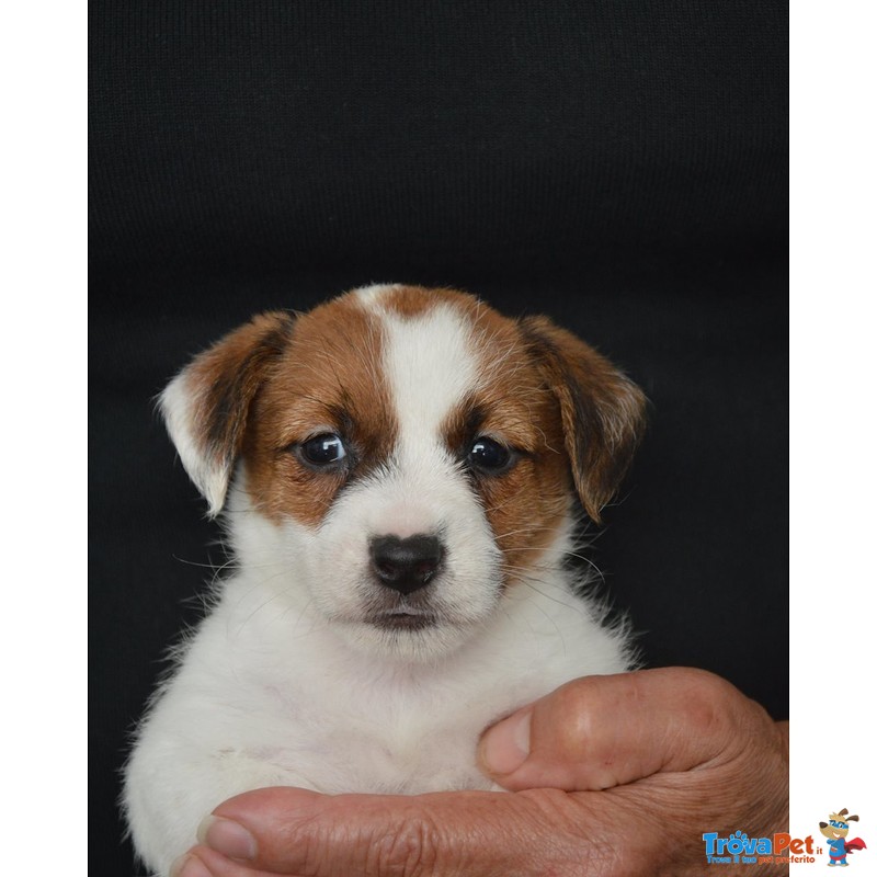 Cuccioli jack Russell Terrier Selezionati - Foto n. 1