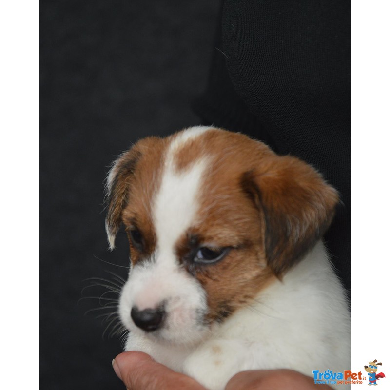 Cuccioli jack Russell Terrier Selezionati - Foto n. 3