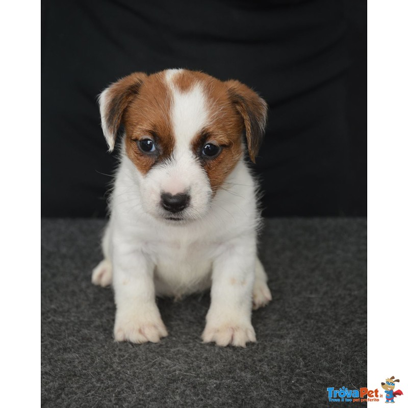 Cuccioli jack Russell Terrier Selezionati - Foto n. 5