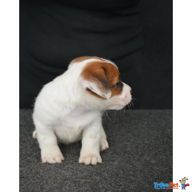 Cuccioli jack Russell Terrier Selezionati - Foto n. 7