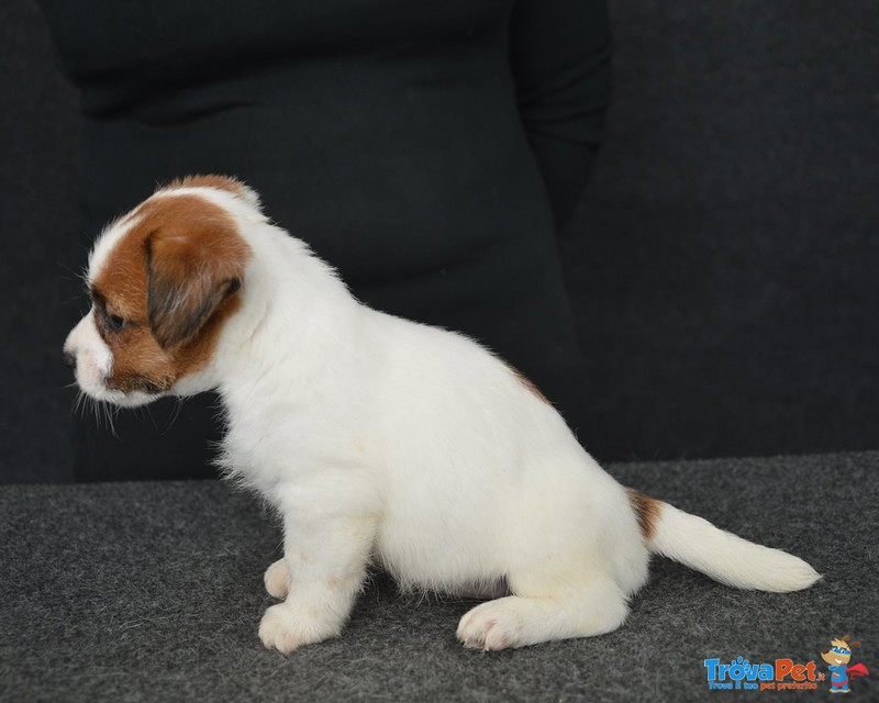 Cuccioli jack Russell Terrier Selezionati - Foto n. 8