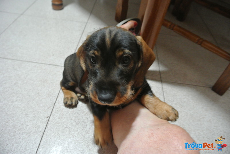 Cuccioli Maschi Bassotto a pelo duro Taglia Standard - Foto n. 1