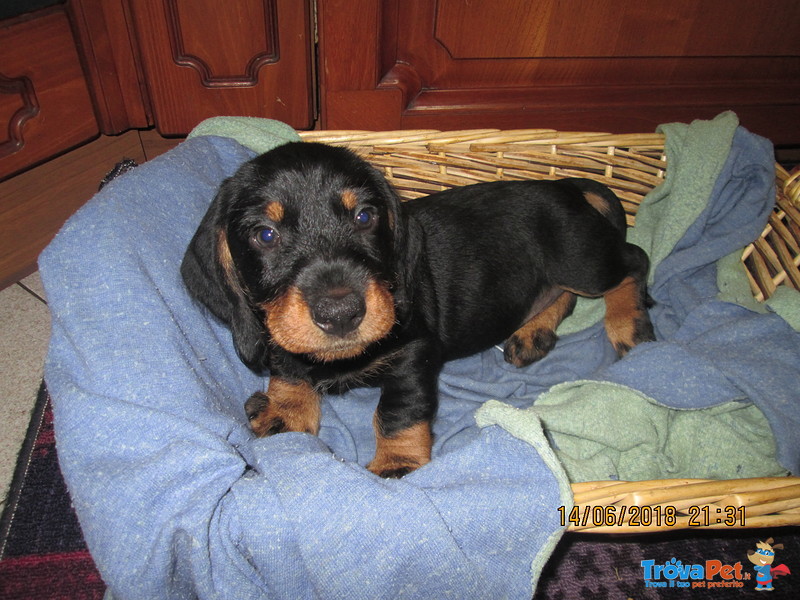 Cuccioli Maschi Bassotto a pelo duro Taglia Standard - Foto n. 2