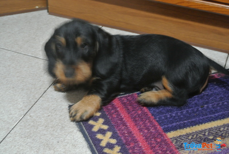 Cuccioli Maschi Bassotto a pelo duro Taglia Standard - Foto n. 3