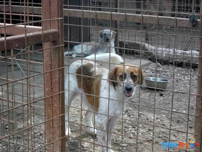 Sirya 2 anni T/medio Grande Aspetta la sua Chance di Vita - Foto n. 3