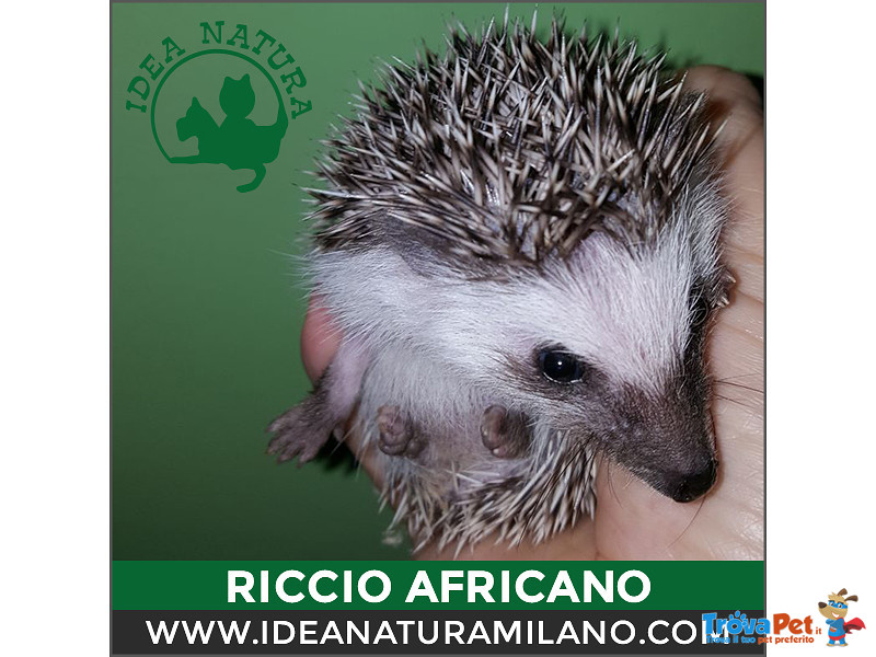 Cuccioli di Riccio Africano - Foto n. 3